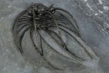 Rare, Spiny Heliopeltis Trilobite - Issoumour, Morocco #345189-3